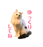 キリハクネリ2（個別スタンプ：17）