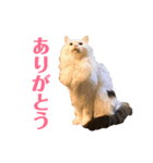 キリハクネリ2（個別スタンプ：19）
