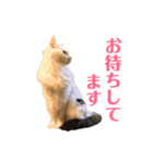 キリハクネリ2（個別スタンプ：21）