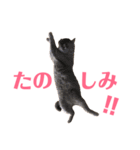 キリハクネリ2（個別スタンプ：22）