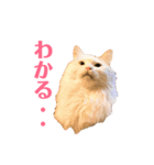 キリハクネリ2（個別スタンプ：27）