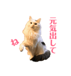キリハクネリ2（個別スタンプ：33）