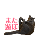 キリハクネリ2（個別スタンプ：37）