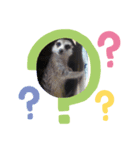 動物スタンプ！！！！（個別スタンプ：1）