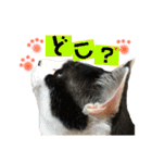 ウチの子Mix byオハナビーズ（個別スタンプ：6）