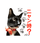 ウチの子Mix byオハナビーズ（個別スタンプ：24）
