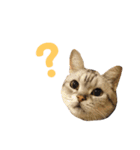 ディオちゃんといっしょ 2（個別スタンプ：1）