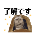 ディオちゃんといっしょ 2（個別スタンプ：14）