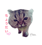 我が家のアイドルねこ（個別スタンプ：1）