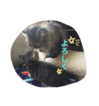 我が家のアイドルねこ（個別スタンプ：2）