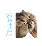 我が家のアイドルねこ（個別スタンプ：6）