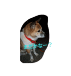 実家の犬スタンプ（個別スタンプ：1）