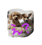 実家の犬スタンプ（個別スタンプ：2）