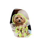 実家の犬スタンプ（個別スタンプ：3）