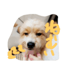 実家の犬スタンプ（個別スタンプ：4）
