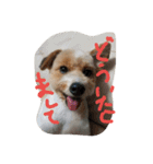 実家の犬スタンプ（個別スタンプ：5）