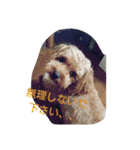実家の犬スタンプ（個別スタンプ：7）