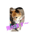 実家の犬スタンプ（個別スタンプ：8）