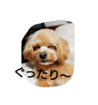 実家の犬スタンプ（個別スタンプ：9）
