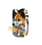 実家の犬スタンプ（個別スタンプ：10）