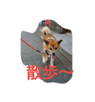 実家の犬スタンプ（個別スタンプ：11）