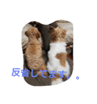 実家の犬スタンプ（個別スタンプ：12）