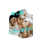 実家の犬スタンプ（個別スタンプ：13）