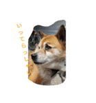実家の犬スタンプ（個別スタンプ：14）