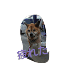 実家の犬スタンプ（個別スタンプ：15）