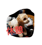 実家の犬スタンプ（個別スタンプ：16）