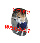 実家の犬スタンプ（個別スタンプ：18）
