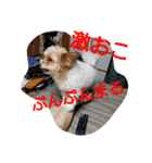 実家の犬スタンプ（個別スタンプ：19）