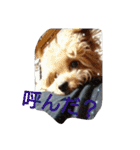 実家の犬スタンプ（個別スタンプ：20）