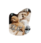 実家の犬スタンプ（個別スタンプ：21）