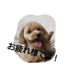 実家の犬スタンプ（個別スタンプ：22）