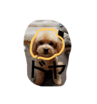 実家の犬スタンプ（個別スタンプ：23）