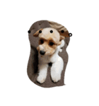 実家の犬スタンプ（個別スタンプ：24）