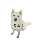 しろい いぬ もも（個別スタンプ：2）