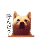 しろい いぬ もも（個別スタンプ：3）