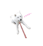 しろい いぬ もも（個別スタンプ：4）