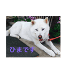 しろい いぬ もも（個別スタンプ：7）