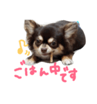 日常に使えるわんこスタンプ❤️（個別スタンプ：17）