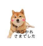 柴犬の八朔（個別スタンプ：1）