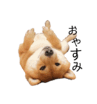 柴犬の八朔（個別スタンプ：2）