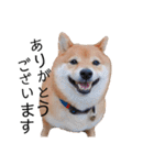柴犬の八朔（個別スタンプ：3）