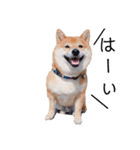 柴犬の八朔（個別スタンプ：4）