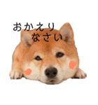 柴犬の八朔（個別スタンプ：5）