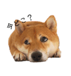 柴犬の八朔（個別スタンプ：6）