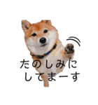 柴犬の八朔（個別スタンプ：7）