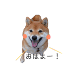 柴犬の八朔（個別スタンプ：8）